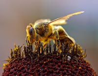 La Francia intende mettere al bando il pesticida responsabile della moria di api