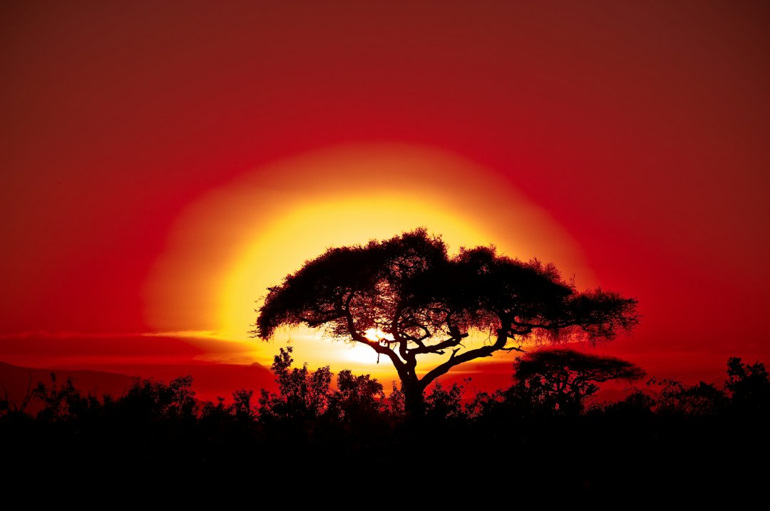 Africa, boom del solare: 17 GW nel 2026, ma metà della crescita sfugge ai dati