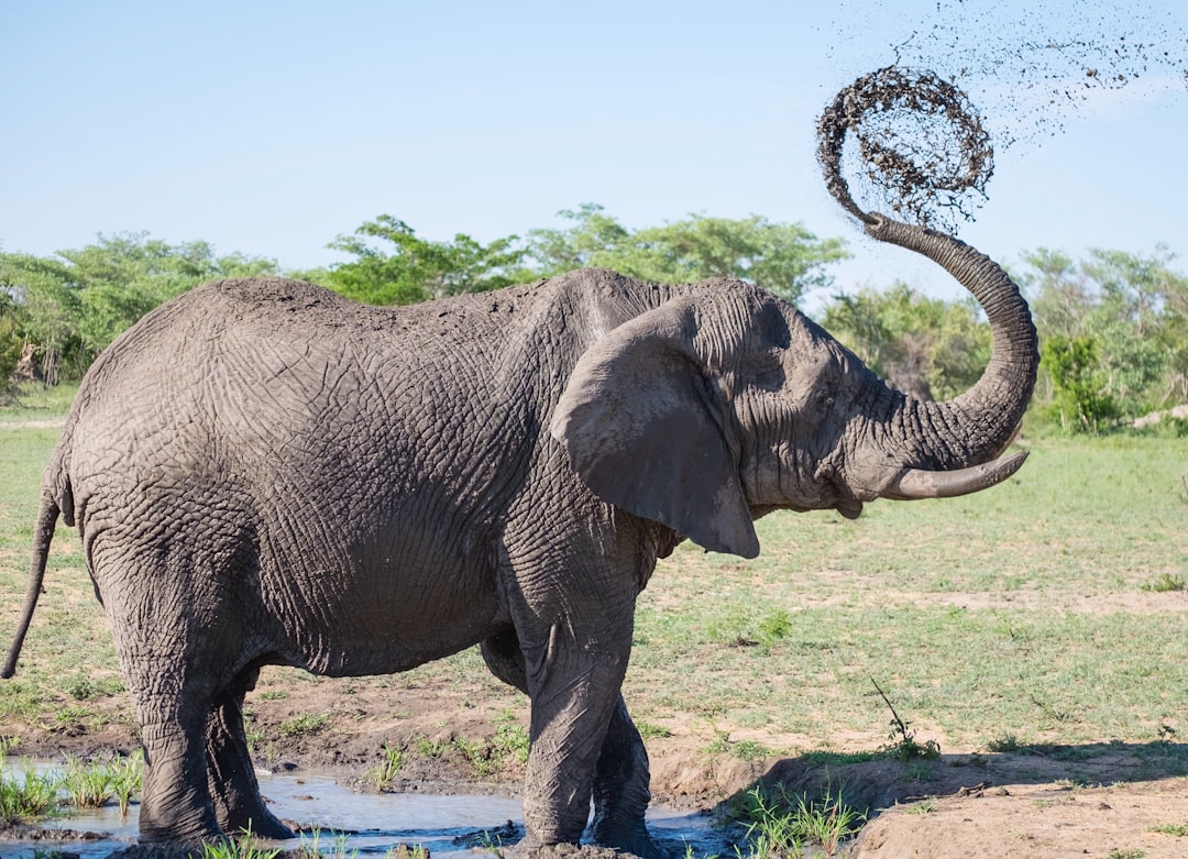 Più persone, più campi coltivati e più siccità: nell'Africa australe cresce il rischio di conflitti con gli elefanti