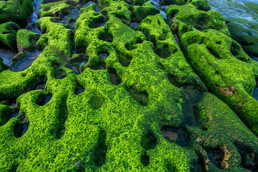 Le fioriture di alghe scure accelerano lo scioglimento dei ghiacci della Groenlandia
