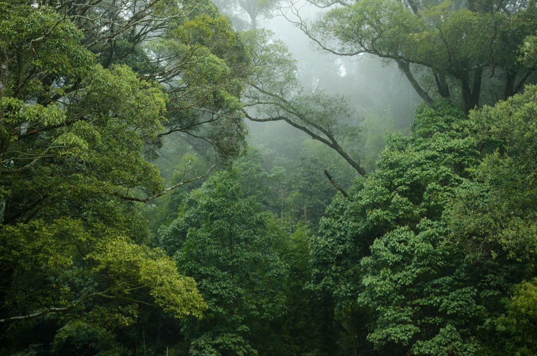 Quali sono le specie chiave per ripristinare l'Amazzonia brasiliana?