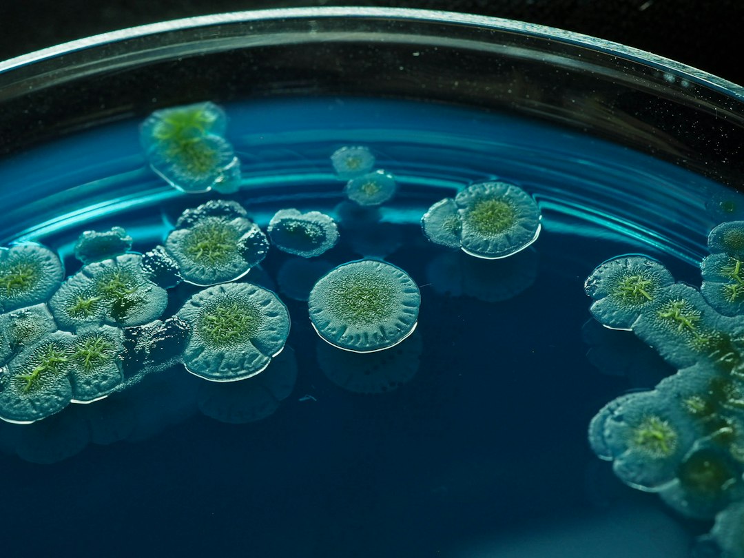 Bioplastiche, un enzima batterico soprannominato Pac-Man le degrada nel suolo