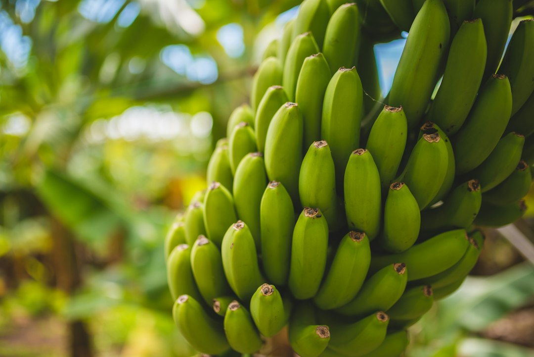 Banane, secondo Fairtrade il loro prezzo reale è calato del 50% in cinquant'anni