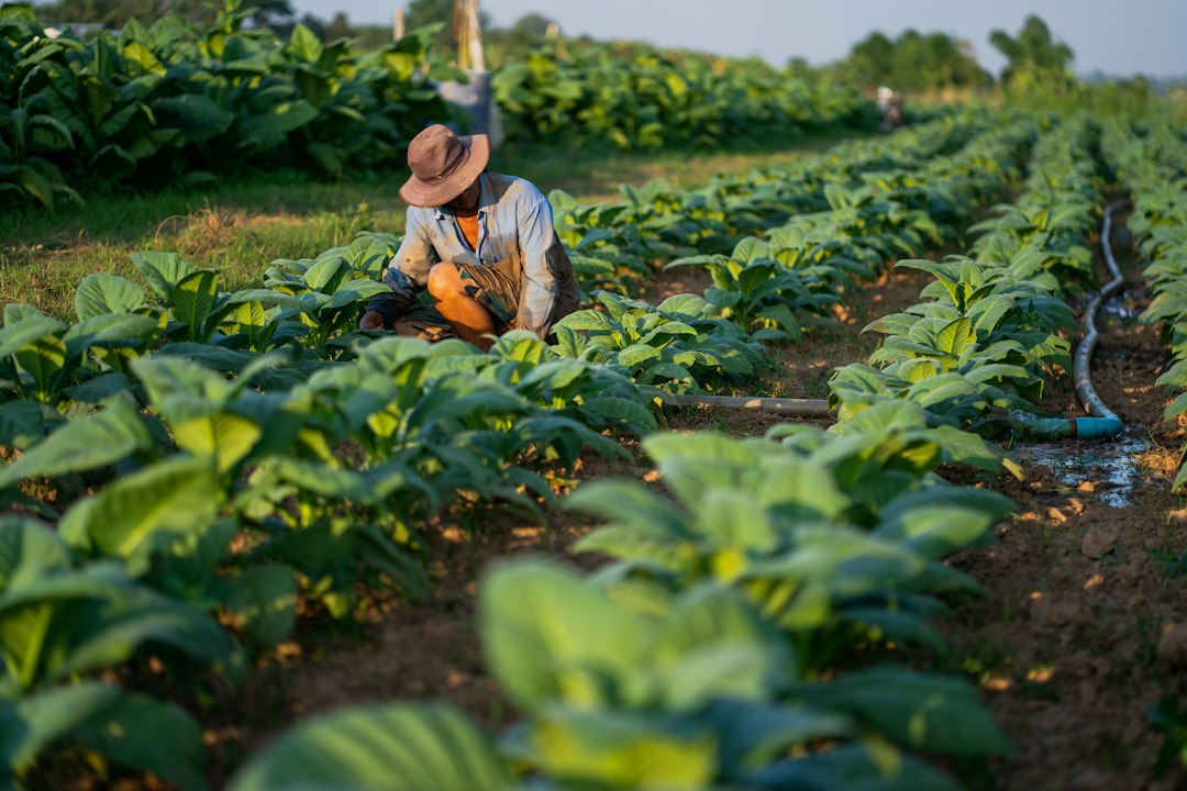 Rodale Institute lancia corsi online per formare nuovi agricoltori biologici