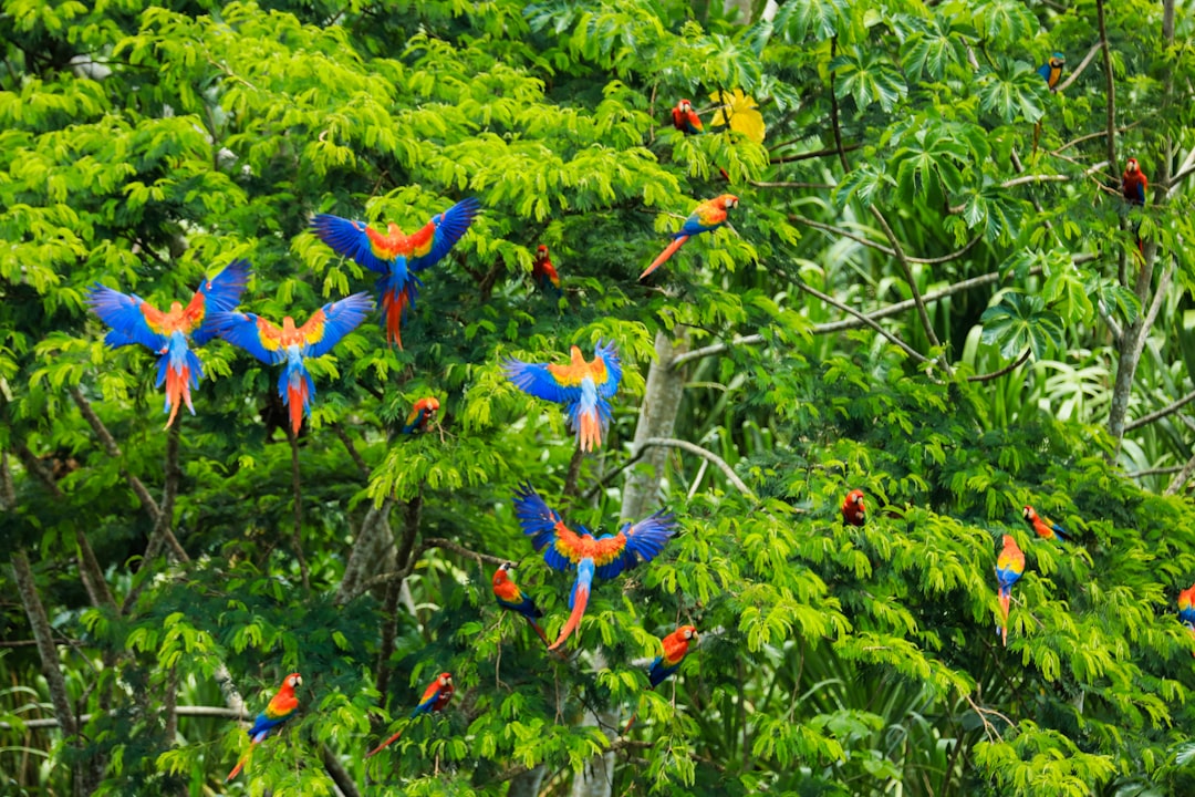 Proteggere i campi dal vento con alberi può ridurre gli uccelli delle aree aperte