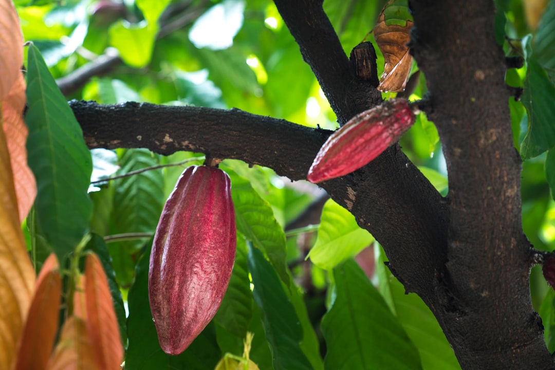 Il nuovo regolamento UE sulla deforestazione rischia di escludere il cacao della Liberia