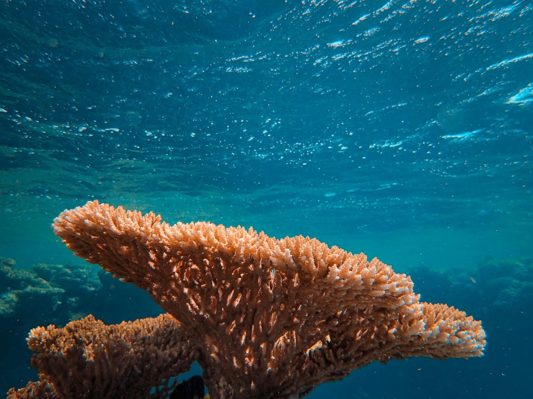 Coralli fossili alle Isole Cook, indizi sul livello del mare di 125.000 anni fa