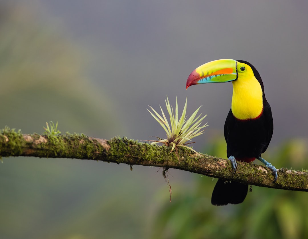 La Costa Rica rende obbligatori i passaggi per la fauna selvatica sulle strade