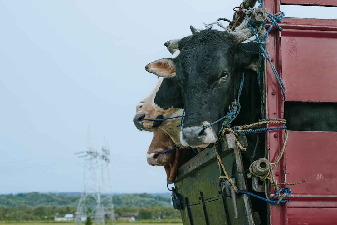 La più grande azienda di carne al mondo punta alla Nigeria, ma restano domande aperte