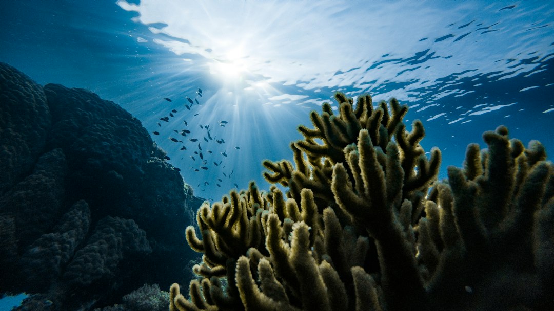 Nessun batterio riesce da solo a degradare il carbonio organico degli oceani