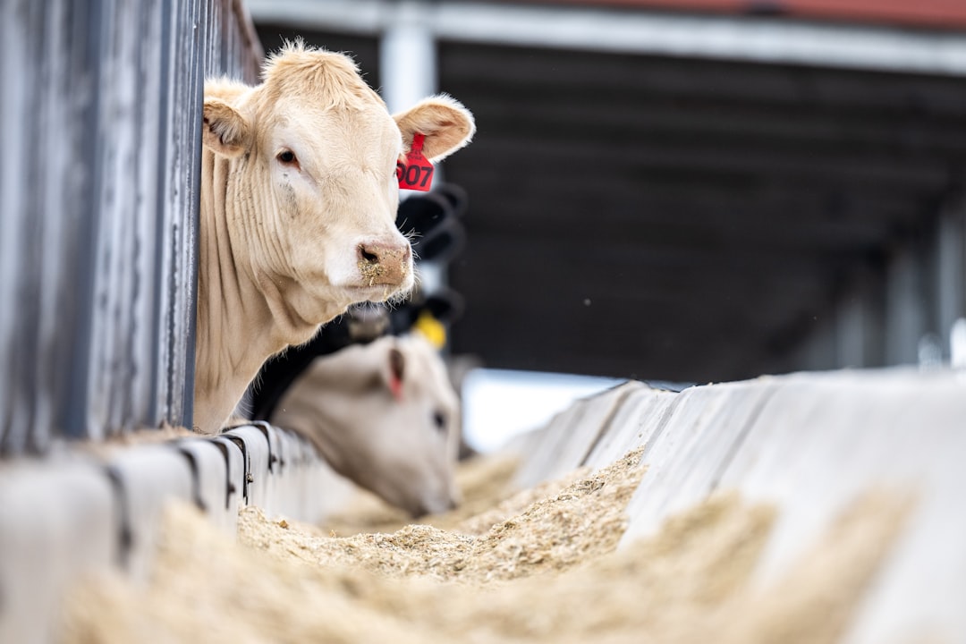 Crisi di siccità in Germania: deroga al biologico per salvare gli allevamenti