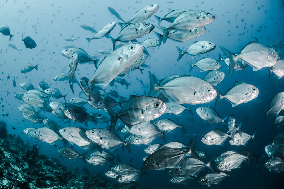 Come l'acquacoltura rigenerativa potrebbe salvare il nostro pianeta