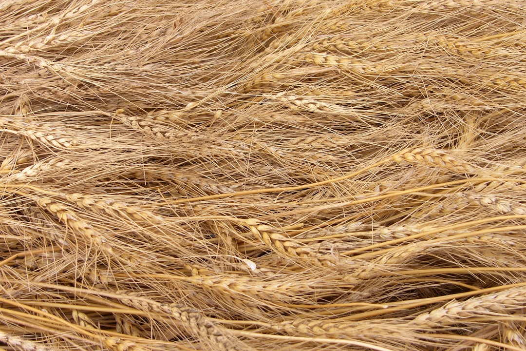 Un colosso della farina si impegna sul suolo: 50% da agricoltura rigenerativa entro il 2030