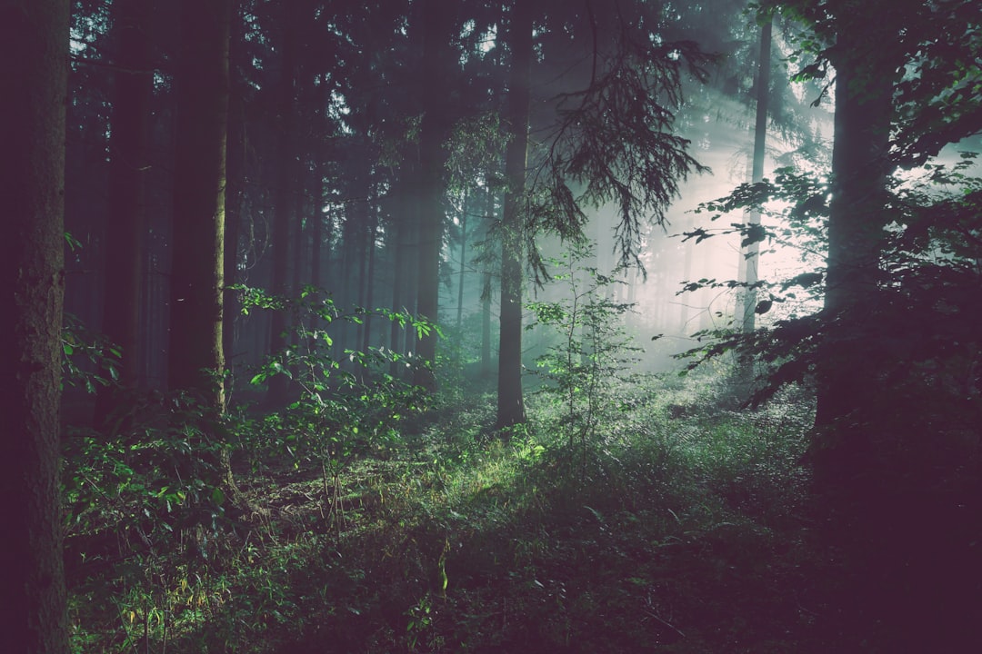 Troppo azoto può spegnere la capacità delle foreste di trattenere carbonio