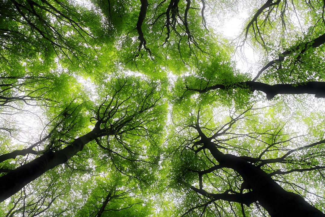 Clima, gli alberi da soli non bastano: il loro effetto contro il riscaldamento globale è minore del previsto