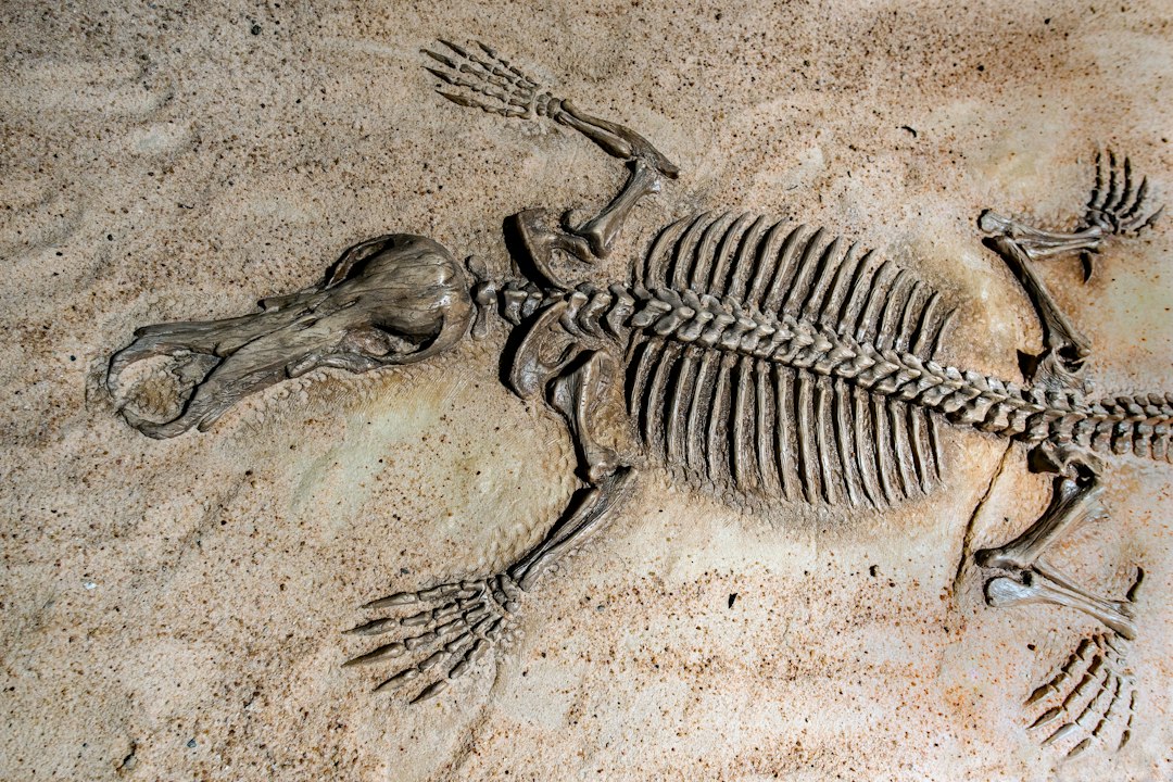 Le origini degli animali potrebbero risalire a 800-700 milioni di anni fa