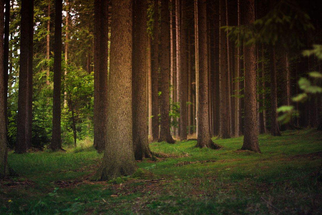 Metano, i suoli delle foreste tedesche ne assorbono circa il 3% in più all'anno