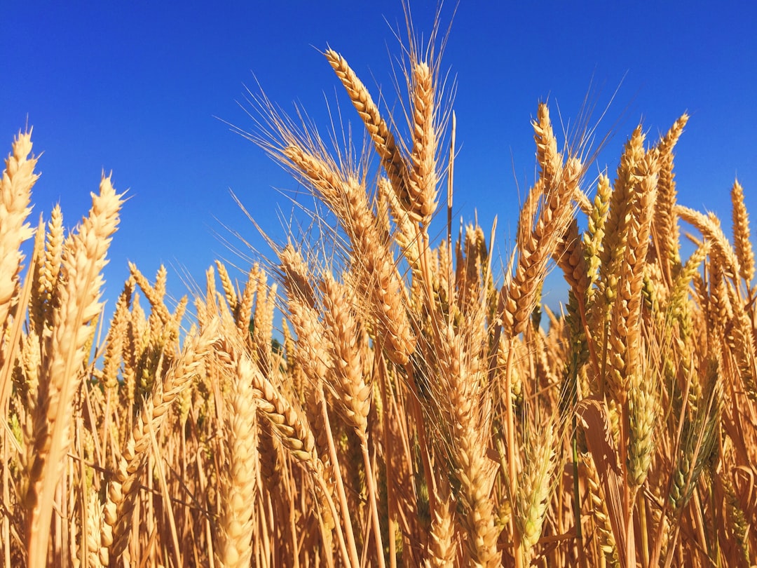 Nuove tecniche genomiche: il Parlamento UE cambia le regole sulla trasparenza