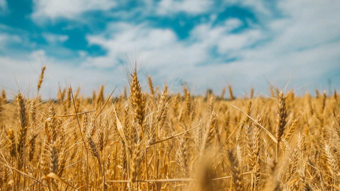 Venticinque agricoltori britannici passano al grano rigenerativo