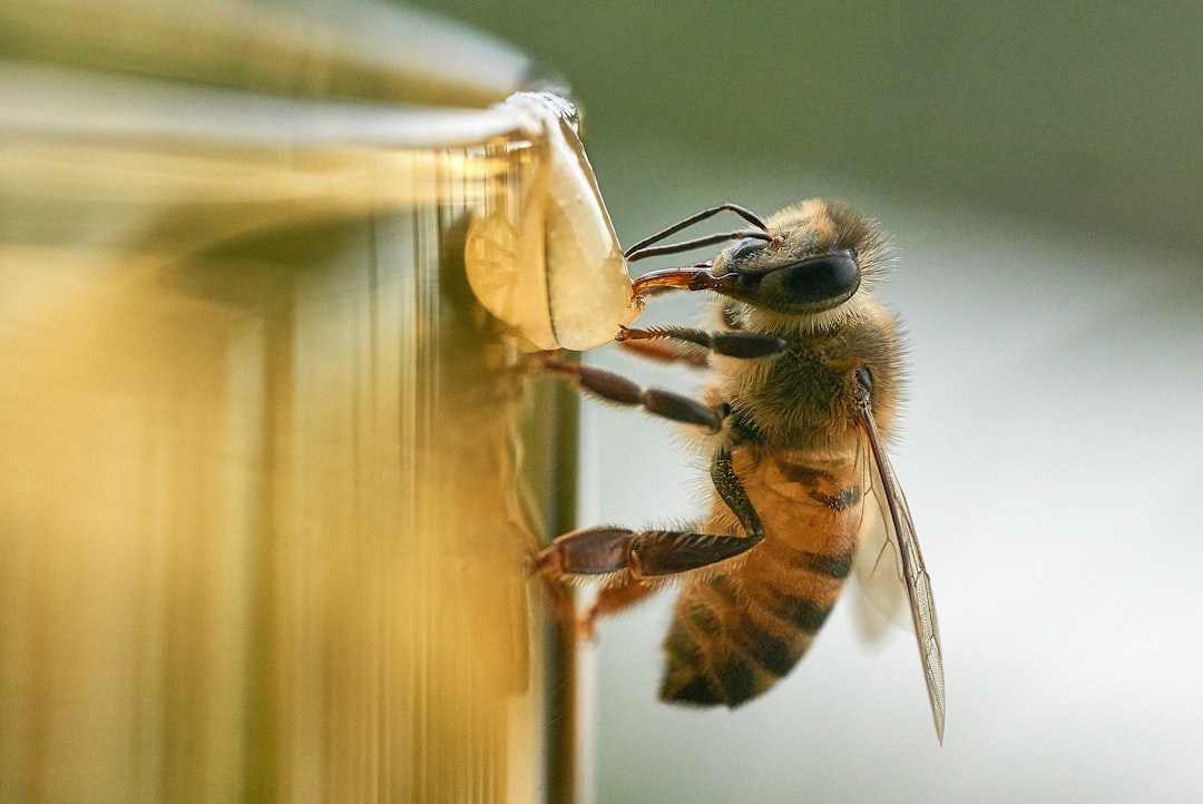 Miele biologico contraffatto: la truffa che inganna i consumatori americani