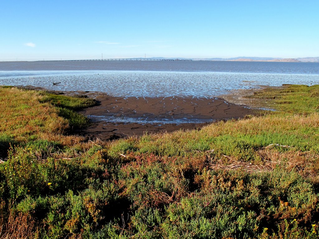 In California un argine "vivente" protegge la costa e la fauna a rischio estinzione