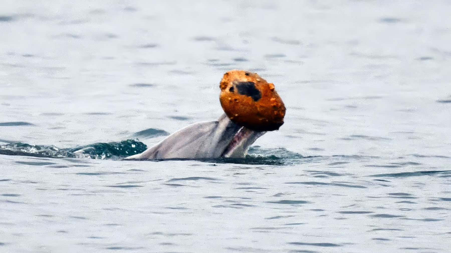 Una madre delfino filmata mentre insegna alla cucciola a pescare con una conchiglia