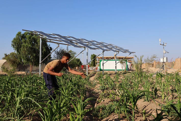 In Egitto gli agricoltori coltivano sotto i pannelli solari per combattere caldo e siccità