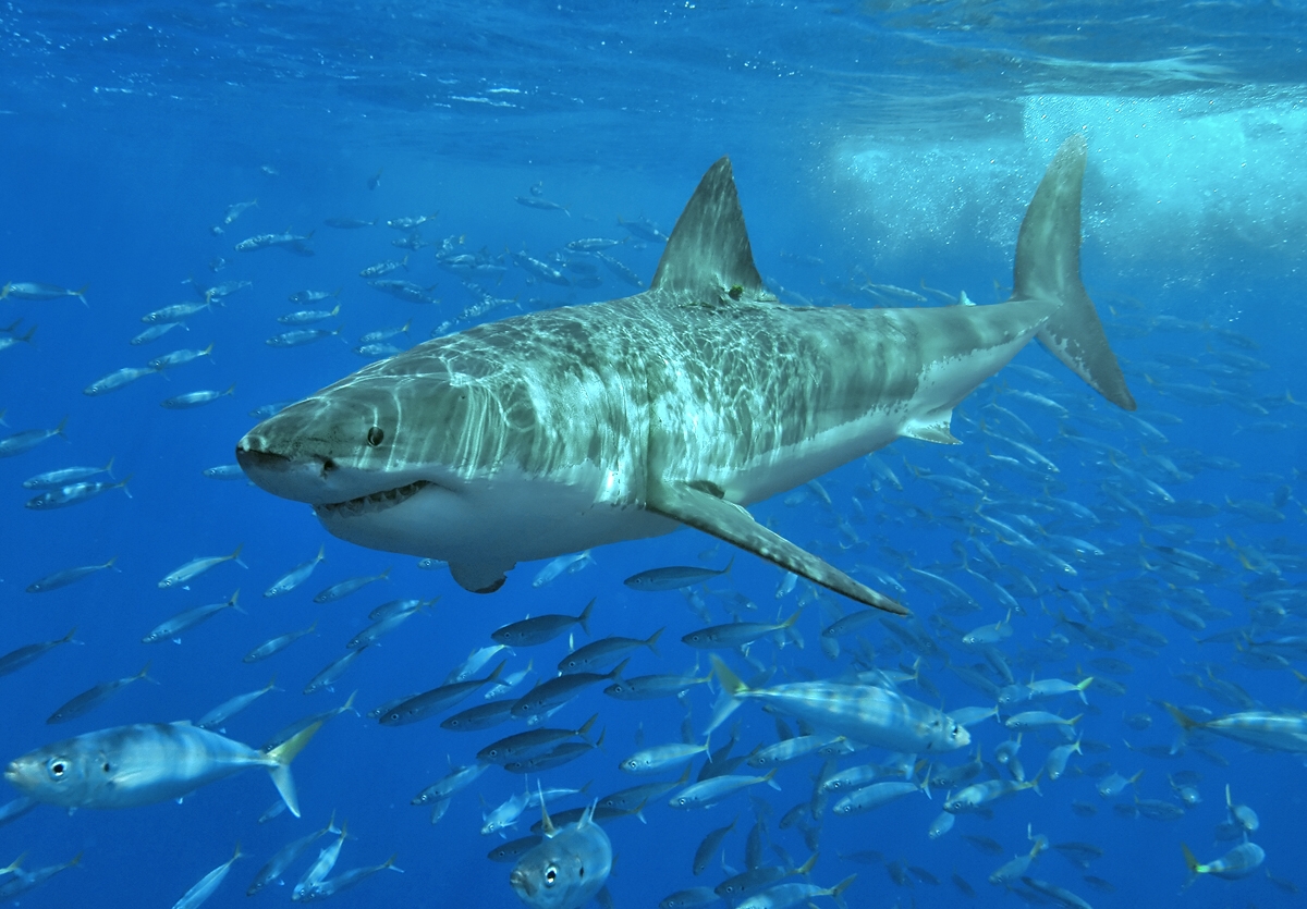 Squali bianchi sempre più a nord: come il mare britannico si trasforma in habitat ideale