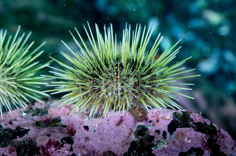 Tolti quasi 100.000 ricci: in Norvegia torna la foresta di alghe