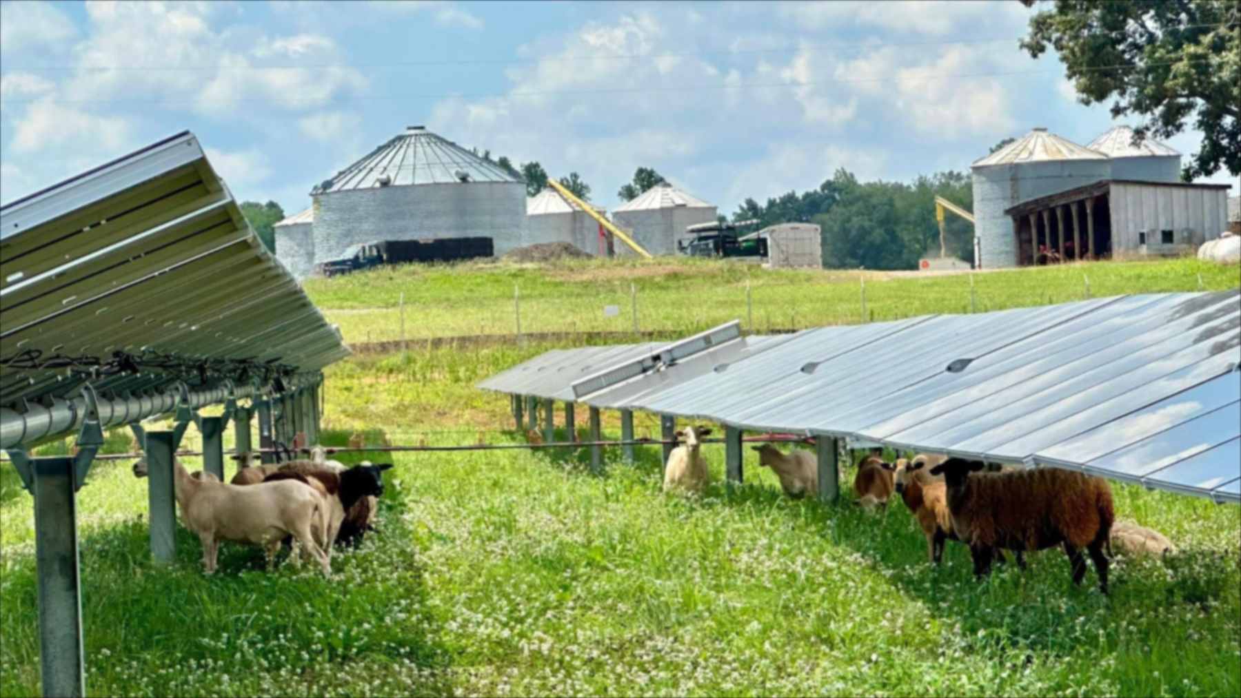Pecore sotto i pannelli solari, in Tennessee un meccanico diventa allevatore