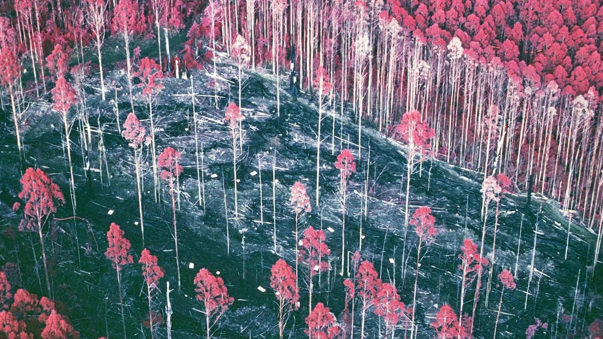 Foresta diradata, dopo 30 anni gli alberi più grandi sono più larghi del 20%