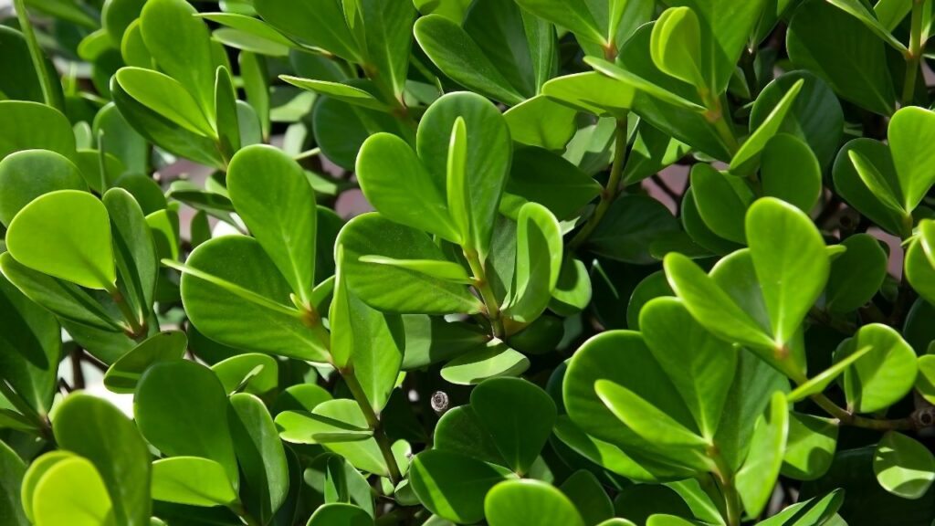 Gli alberi Clusia assorbono CO₂ di notte: la strategia genetica contro la perdita d’acqua