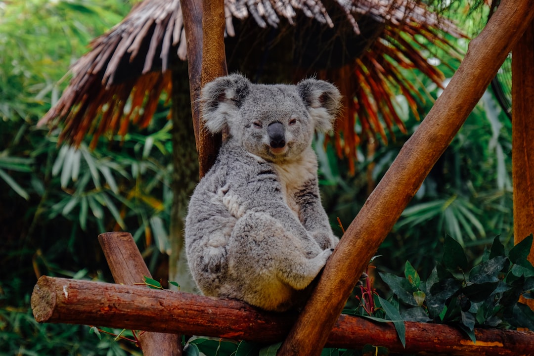 Troppi koala in Australia meridionale, se non si trova un rimedio il rischio e' di innescare una carestia di massa