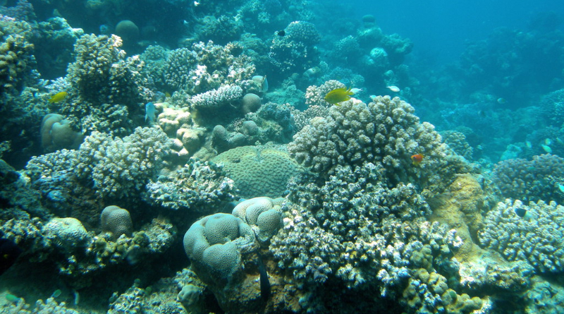 Le barriere coralline si rigenerano, gli scienziati testano i primi interventi