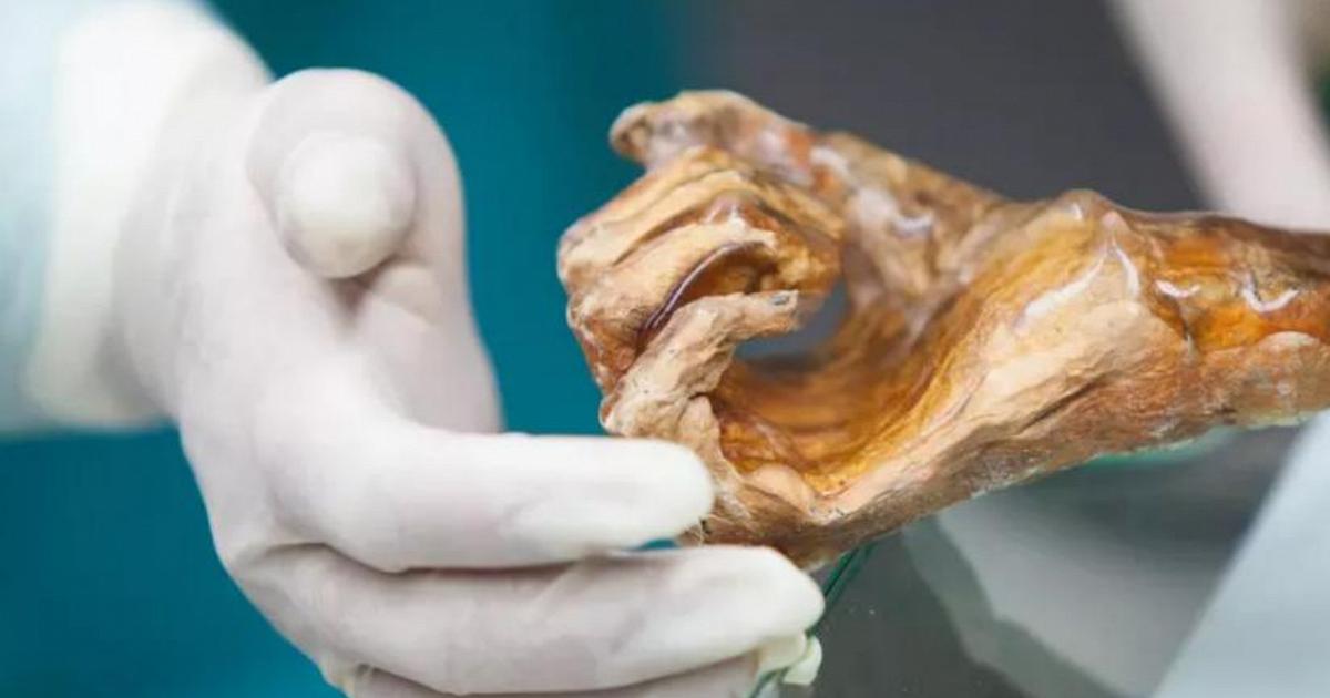 5000 anni dopo la morte, Ötzi ospita ancora un ecosistema microbico