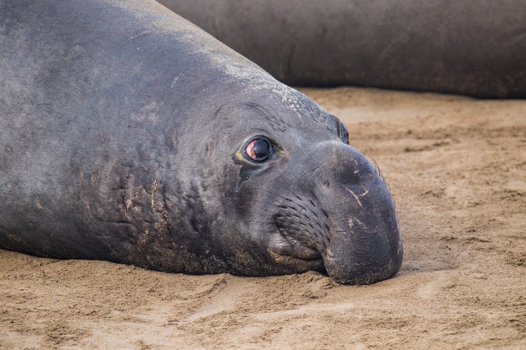 L'influenza aviaria raggiunge le isole più isolate del Subantartico e decima i cuccioli di elefante marino