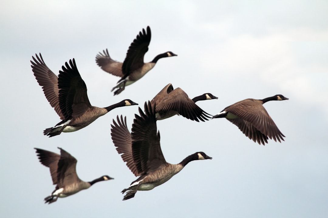 Un nuovo strumento con intelligenza artificiale distingue le specie di uccelli nei dati radar