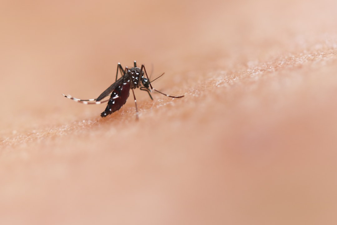 Il repellente per zanzare invece di allontanarle, ora le attira