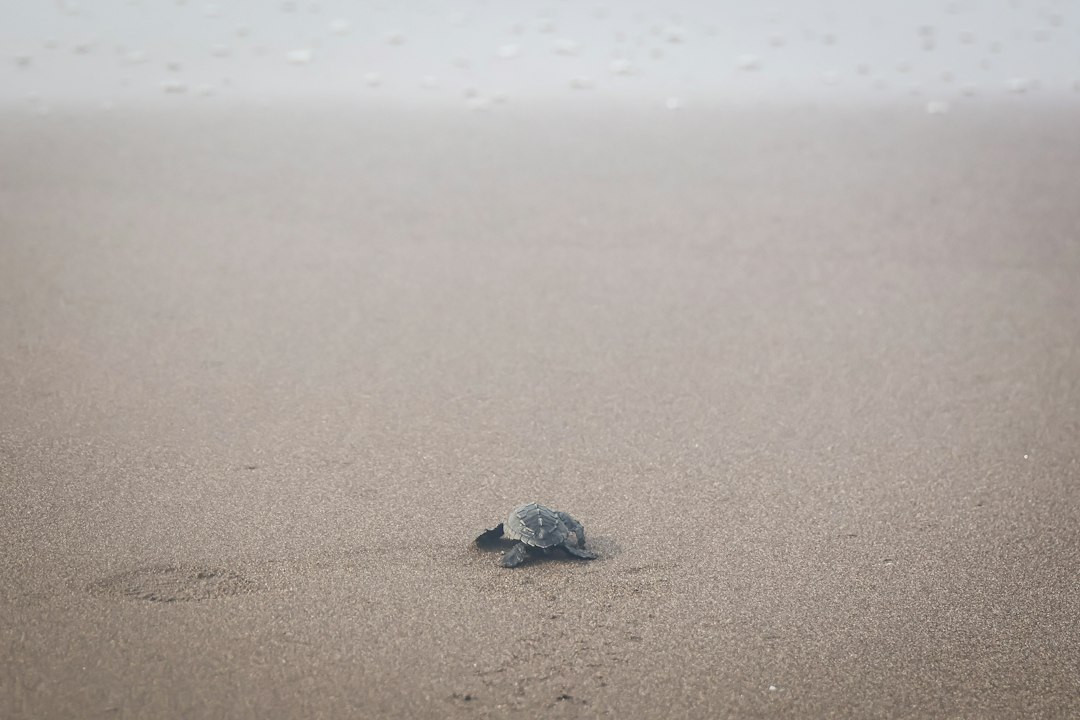 Tartarughe olivacee in California: primo nido di sempre sulla costa ovest USA
