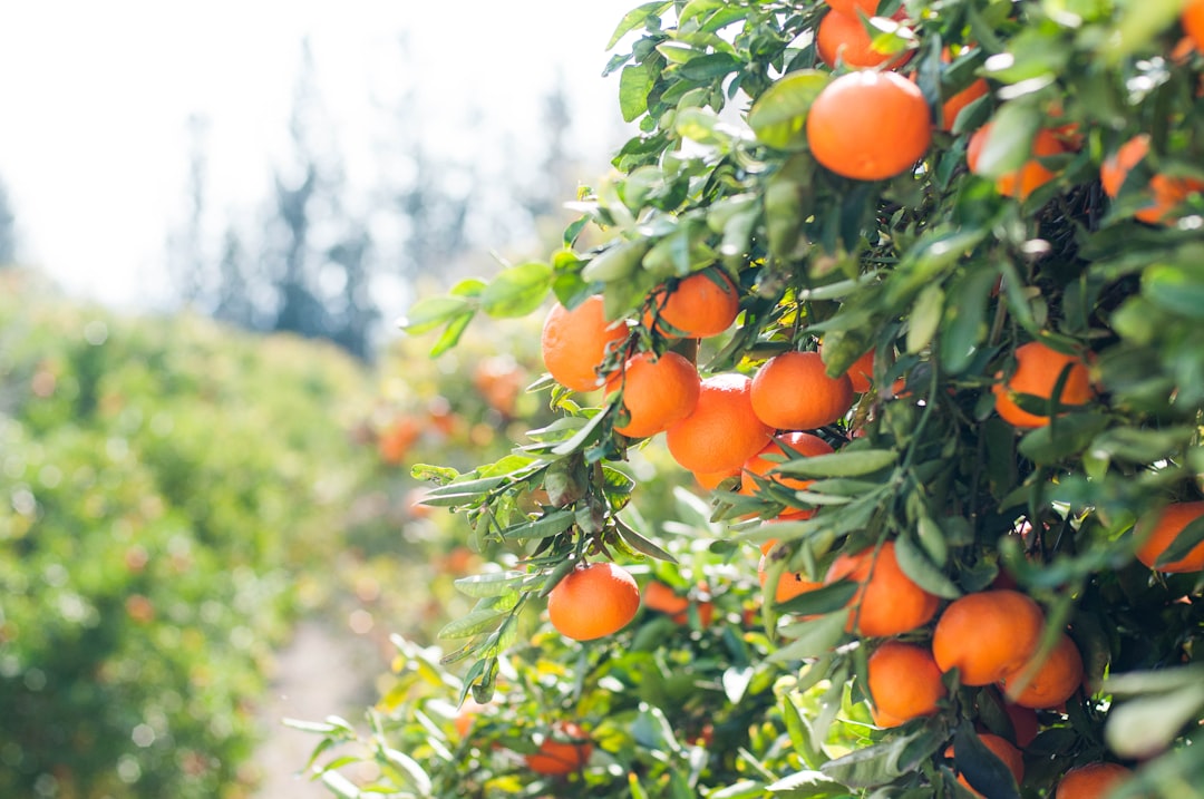 Elefanti e agrumi: la soluzione naturale delle agricoltrici indonesiane