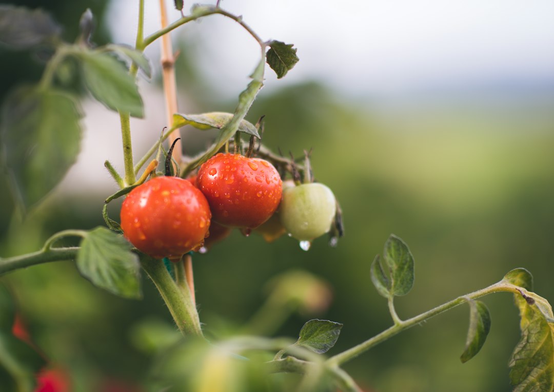 Premi europei al biologico, la Sardegna vince come miglior biodistretto