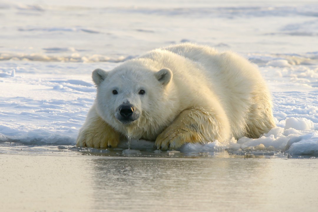 Orsi polari in luoghi nuovi, un anziano inuit forma le guardie anti-orso