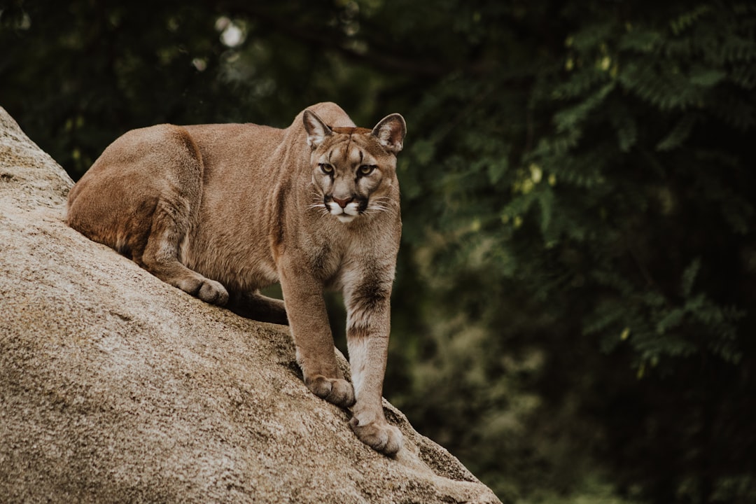 Come i puma hanno trasformato una piccola riserva naturale californiana