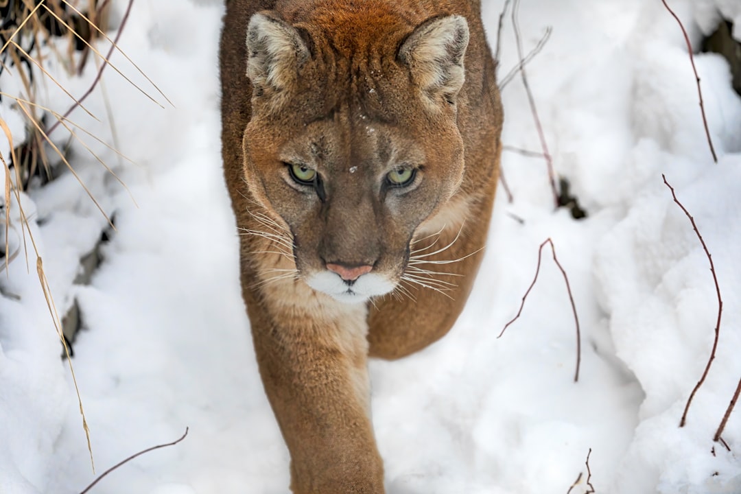 Puma guardiani delle strade: -76% di incidenti tra auto e cervi