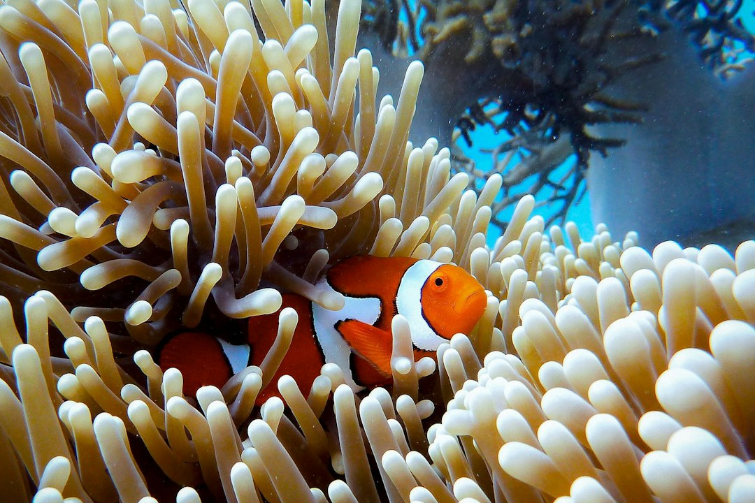 Singapore, unire le isole potrebbe seppellire fino al 60% delle barriere