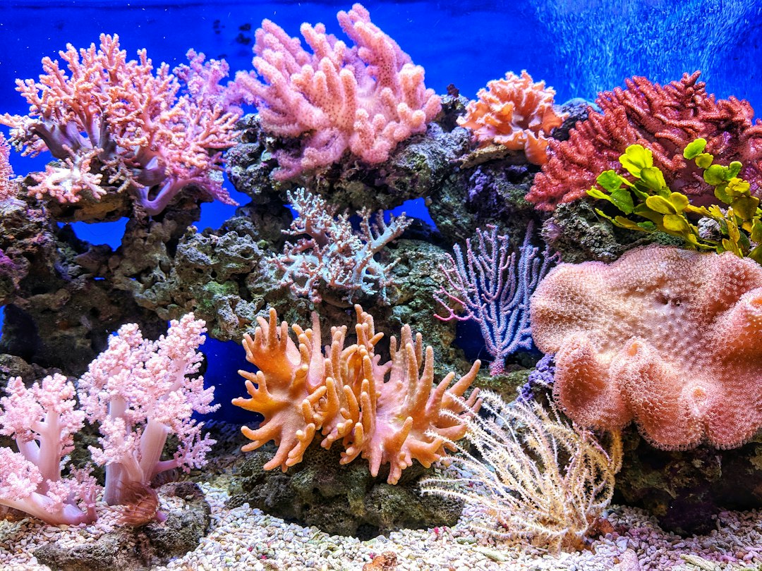 Barriere coralline, il tempo per riprendersi scende a cinque o sei anni