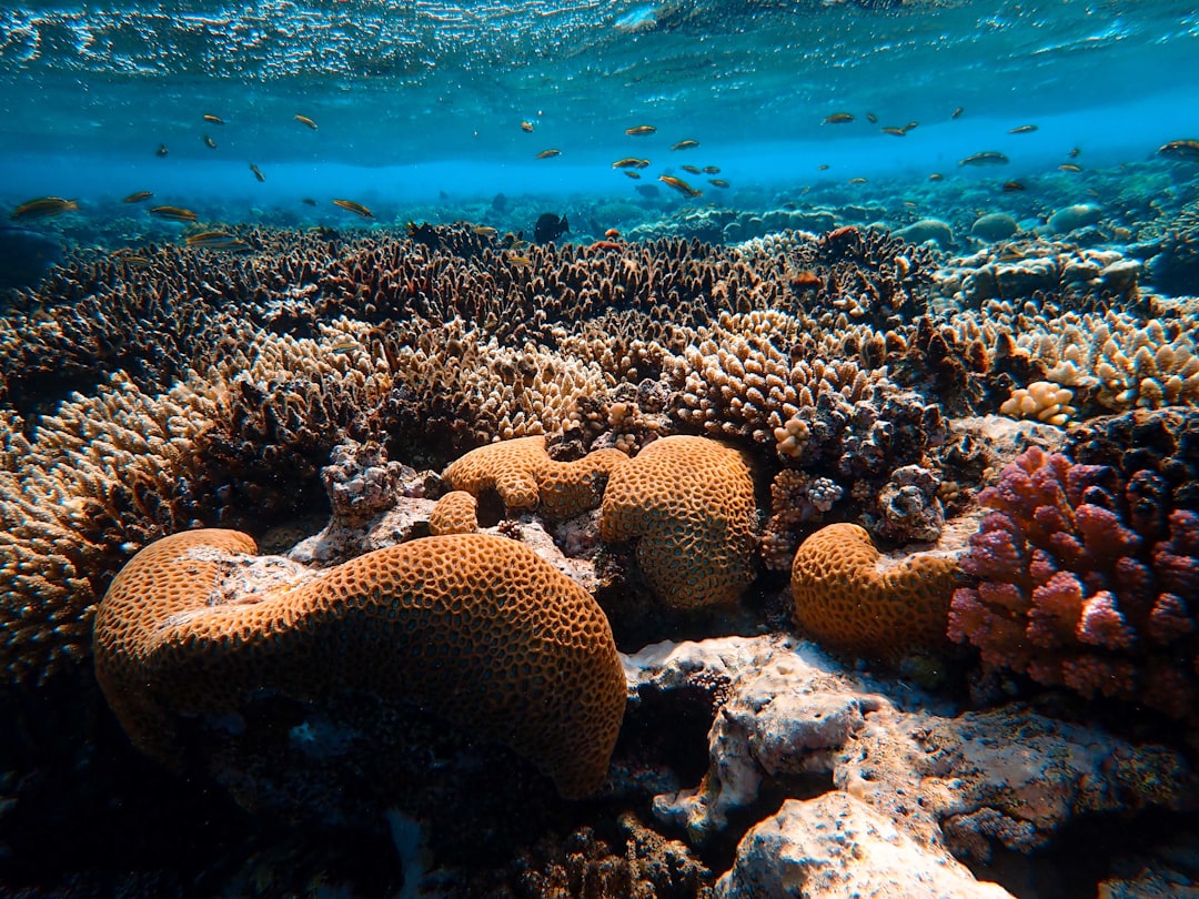 La caccia ai super reef: gli oceani si salvano così