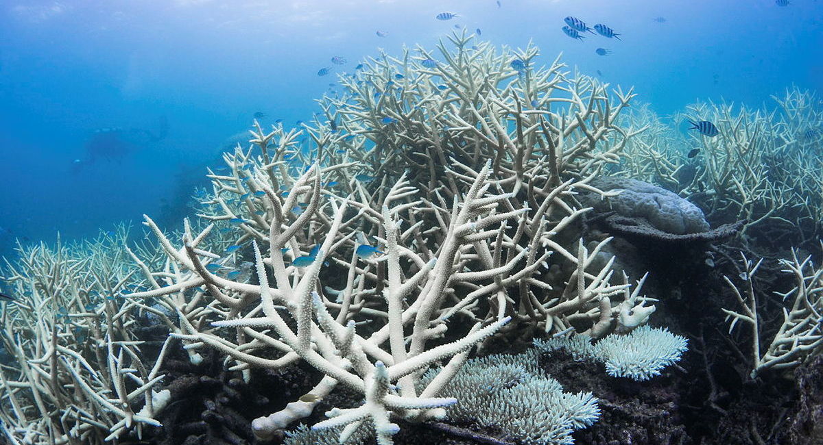 Scienziati scoprono come prevedere lo sbiancamento dei coralli