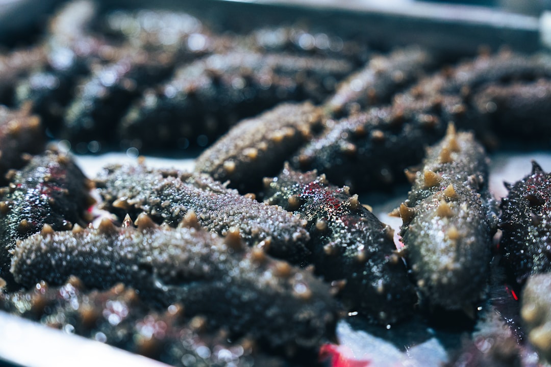 300 pescatori scelgono i cetrioli di mare: lusso asiatico che frutta migliaia di dollari