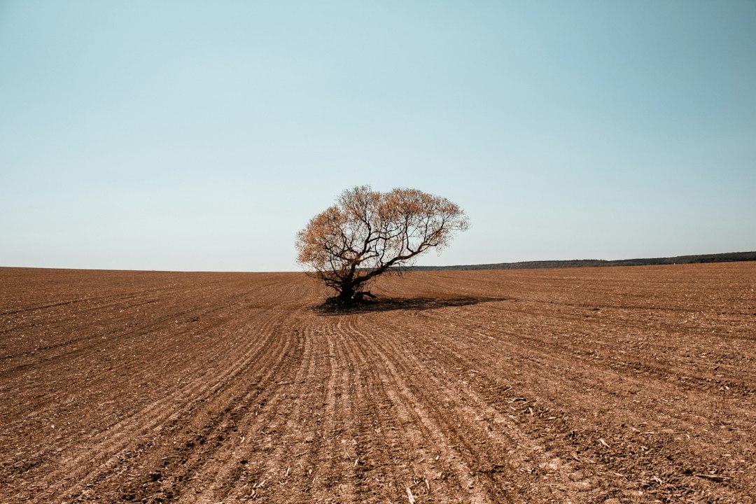 Etiopia, piantati 47 miliardi di alberi: la sfida è farli sopravvivere